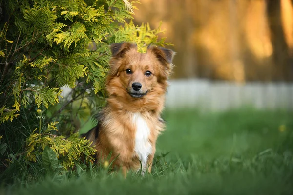 红色杂交品种的狗坐在草地上 — 图库照片