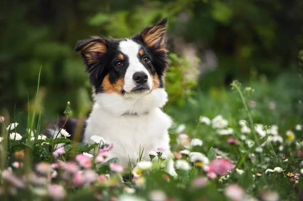 Renkli Sınır Köpeği Yaz Aylarında Çim Bellis Çiçeklerine Uzanır — Stok fotoğraf