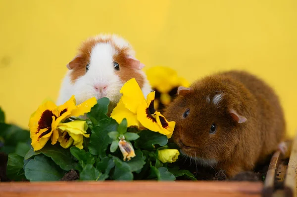two cute guinea pigs posing together with yellow flowers