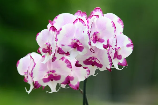 Beautiful Purple White Orchid Flowers Outdoors Green Background — Stock Photo, Image