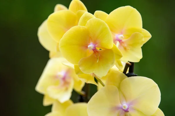 Flores Amarillas Orquídea Cerca Para Arriba Aire Libre —  Fotos de Stock