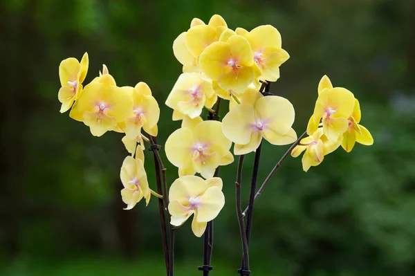 Yellow Orchid Blooming Outdoors Green Background — Stock Photo, Image