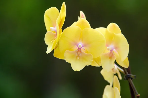Close Shot Yellow Orchid Flowers Outdoors — Stock Photo, Image