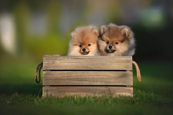 Dos Encantadores Cachorros Spitz Pomeranianos Posando Una Caja Madera Aire — Foto de Stock