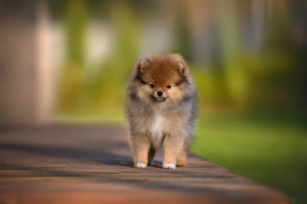 Adorable Pomeranian Spitz Cachorro Pie Aire Libre Verano —  Fotos de Stock