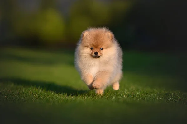夏には屋外で草の上を走る可愛いポメラニアスピッツ子犬 — ストック写真