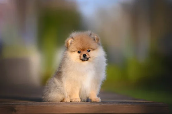 Lindo Rojo Pomeranian Spitz Cachorro Sentado Aire Libre Verano —  Fotos de Stock
