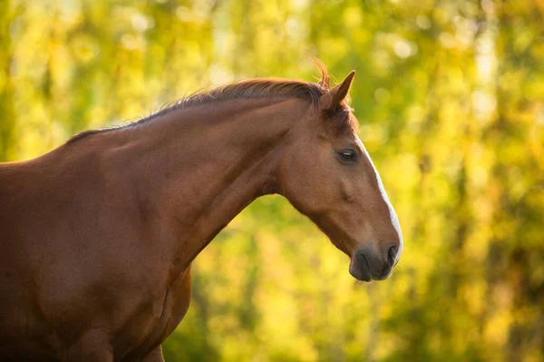Beautiful Chestnut Horse Portrait Outdoors Sunset — Stock Photo, Image