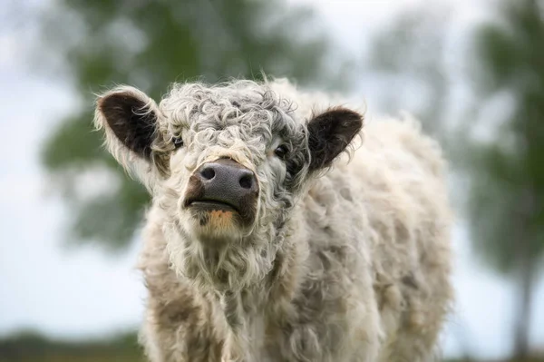 Śmieszne Galoway Krowa Portret Lecie — Zdjęcie stockowe