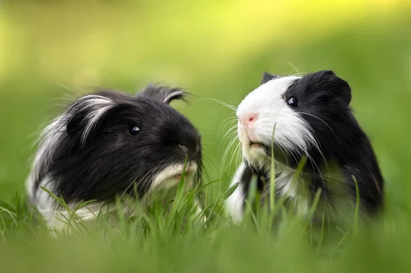 Two Adorable Guinea Pigs Posing Together Grass Summer — Stock Photo, Image