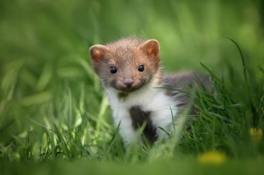 Kayın ağacı çimlerin üzerinde.  