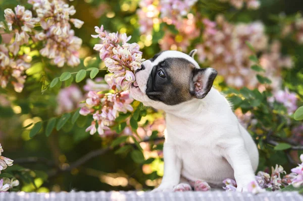 Niedliche Weiße Und Rote Französische Bulldogge Welpe Beißt Akazienbaum Blumen — Stockfoto