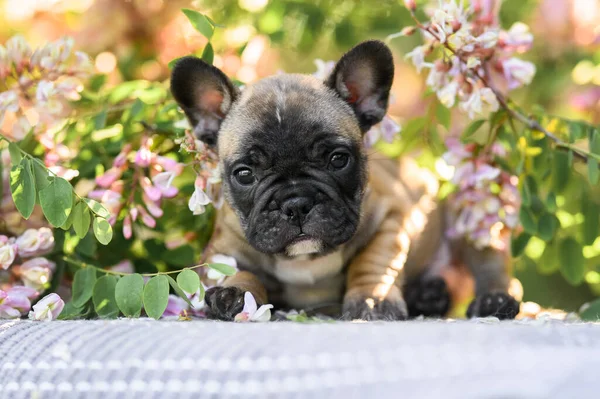 Franse Bulldog Puppy Liggend Buiten Met Acacia Bloemen — Stockfoto