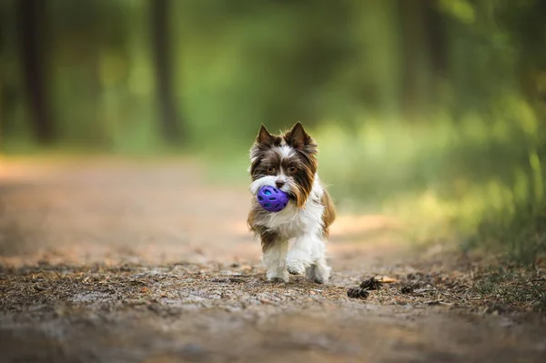 Счастливая Маленькая Собачка Игрушечным Мячом Лесу — стоковое фото