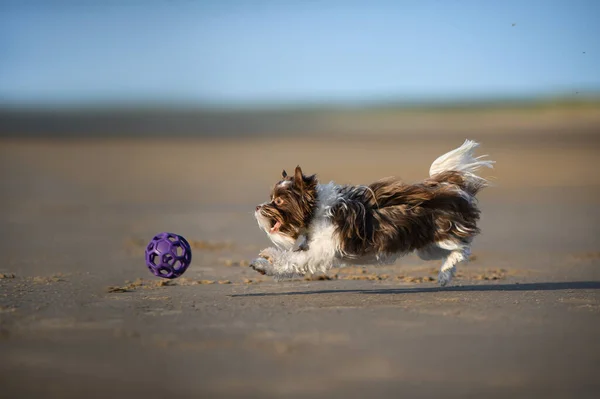 Glücklicher Hund Jagt Einem Ball Strand Hinterher — Stockfoto