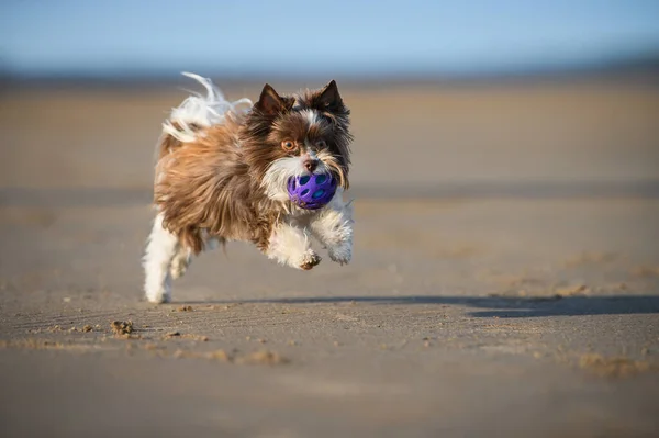 快乐的小狗在海滩上跳着玩着玩具球 — 图库照片