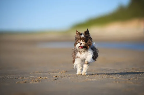 Счастливая Собака Бегущая Пляжу Летом — стоковое фото
