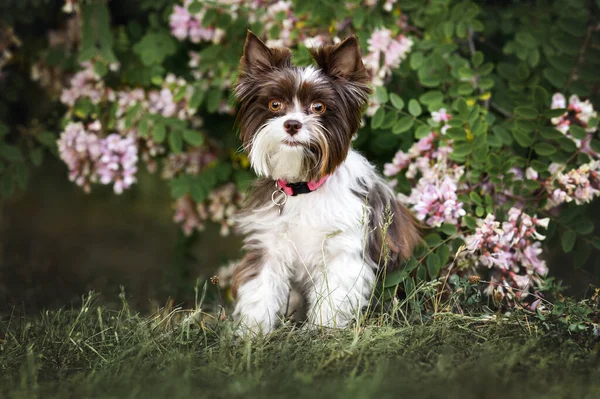 Słodkie Biro Yorkie Pies Różowy Kołnierz Pozowanie Kwitnącym Akacja Drzewo — Zdjęcie stockowe