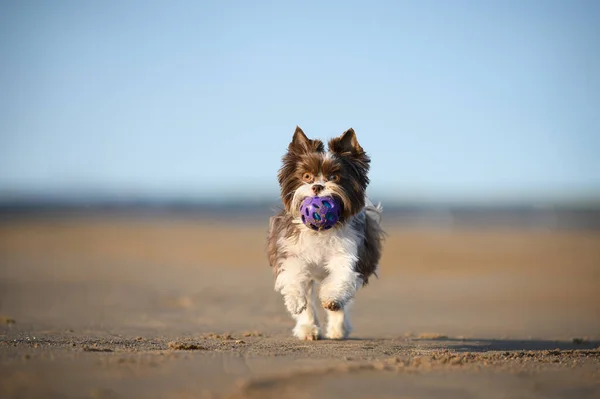 幸せな犬がおもちゃを持って海岸を走り — ストック写真