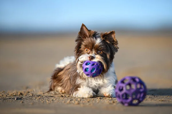 Schattig Klein Hondje Liggend Zand Met Speelgoed Bal Mond — Stockfoto
