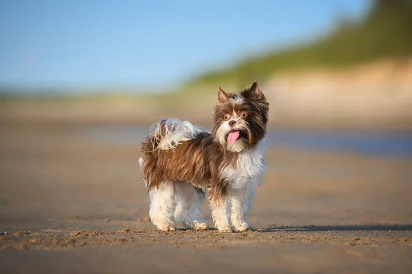 Μικρό Biro York Σκυλί Στέκεται Στην Παραλία Καλοκαίρι — Φωτογραφία Αρχείου