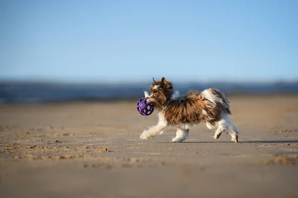 快乐的小狗在海滩上玩球 — 图库照片