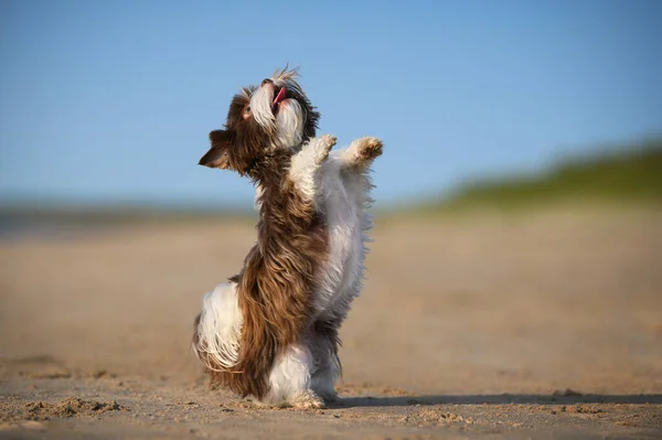 Glad Liten Hund Tiggeri Stranden — Stockfoto