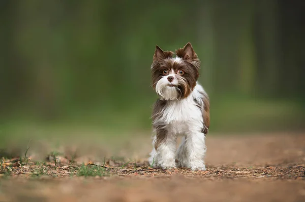 Όμορφο Biro York Σκυλί Στέκεται Έξω Στο Δάσος Πάρκο — Φωτογραφία Αρχείου