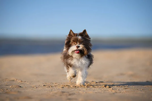 Χαρούμενο Σκυλί Από Την Υόρκη Τρέχει Στην Παραλία — Φωτογραφία Αρχείου