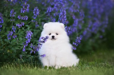 Beyaz Pomeranya tükürük köpeği dışarıda mavi çiçeklerle oturuyor.