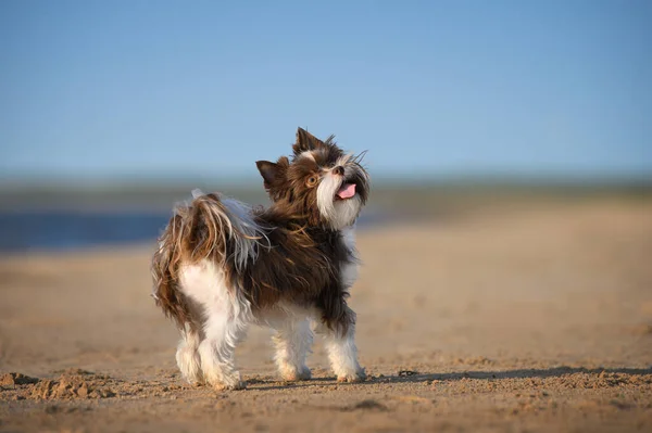 Kecil Biro York Anjing Berpose Pantai — Stok Foto