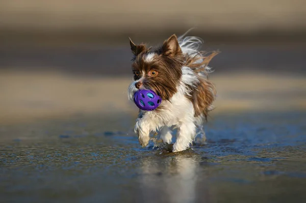 小さな犬がビーチの水からおもちゃのボールを取って — ストック写真