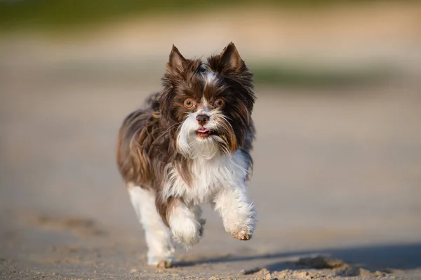 Biro Σκυλί Της Υόρκης Τρέχει Στην Παραλία — Φωτογραφία Αρχείου
