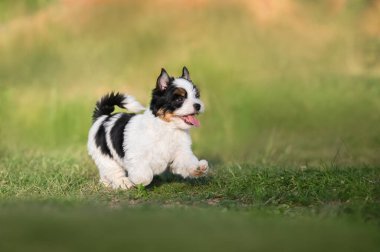 Mutlu köpek yavrusu yazın çimenlerde koşar