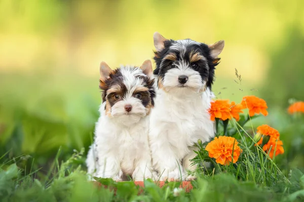 2匹の美しいヨークシャー テリアの子犬が夏に花と一緒にポーズをとって — ストック写真