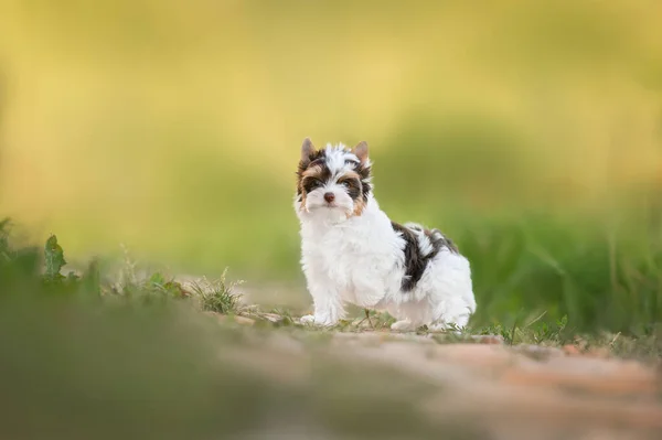 Biro Yorkshire Terrier Cucciolo Piedi All Aperto Estate — Foto Stock