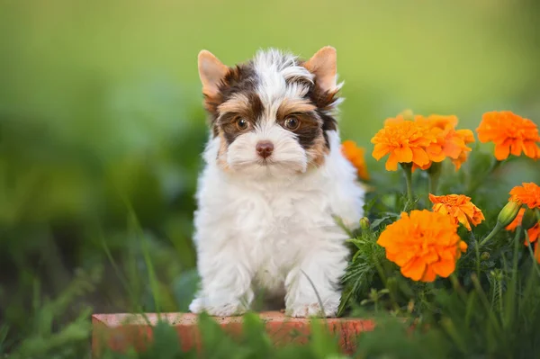 可愛いですバイロヨークシャーテリア子犬ポーズ屋外で花 — ストック写真