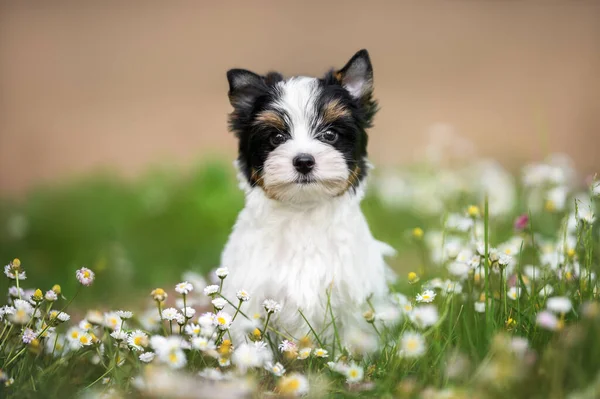 Biewer Yorkshire Terrier Valp Sitter Gräs Med Bellis Blommor Sommaren — Stockfoto