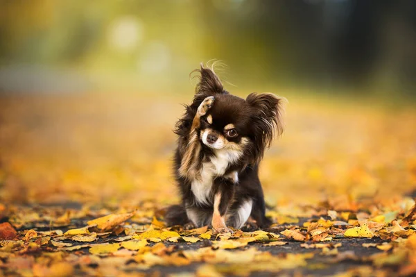 Cane Chihuahua Fare Trucchi All Aperto Autunno — Foto Stock