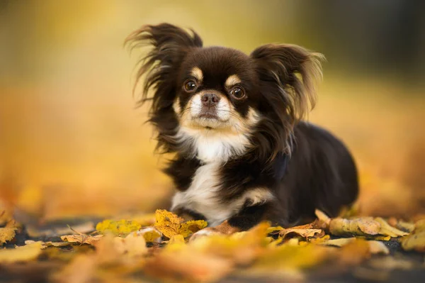 Cão Chihuahua Marrom Deitado Livre Outono — Fotografia de Stock