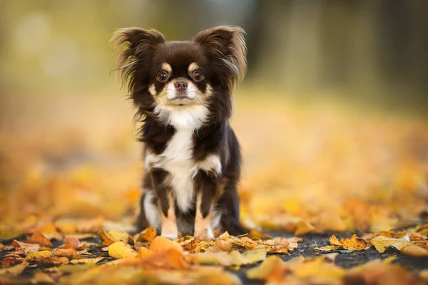 Καφέ Σκυλί Chihuahua Ποζάρουν Εξωτερικούς Χώρους Φθινόπωρο — Φωτογραφία Αρχείου