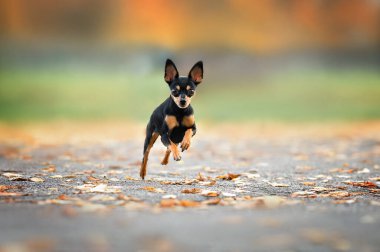 Parkta tasmasız koşan küçük Rus oyuncak köpeği.