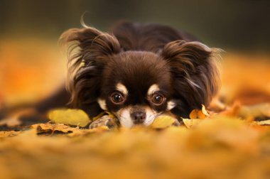 Kahverengi Chihuahua köpeğinin düşen sonbahar yapraklarına uzanmış portresini kapat.