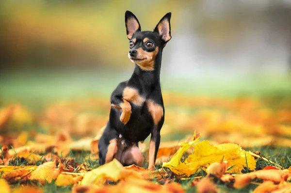 Piękny Rosyjski Zabawka Pies Pozowanie Zewnątrz Jesienią — Zdjęcie stockowe