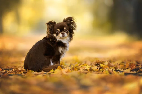 Brązowy Pies Chihuahua Siedzi Zewnątrz Opadłych Liściach — Zdjęcie stockowe