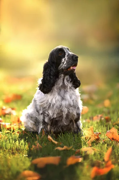 Nederlands Cocker Spaniël Hond Zittend Buiten Warme Herfst Zonlicht — Stockfoto