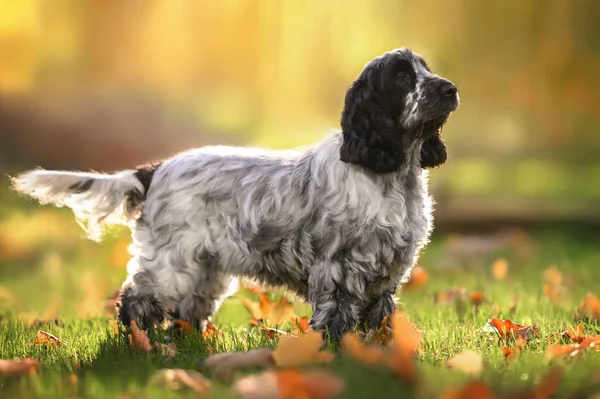 Mooie Zwart Wit Engels Cocker Spaniel Hond Buiten Staan Het — Stockfoto