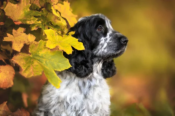 Красивый Молодой Английский Портрет Кокер Спаниель Осенью — стоковое фото