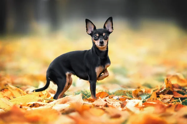 秋天在公园散步的俄国玩具狗 — 图库照片
