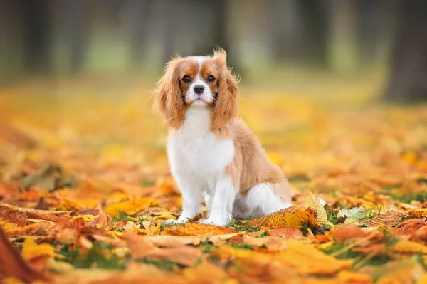 Cavalier King Charles Spaniel Dog Outdoors Autumn — Stock Photo, Image